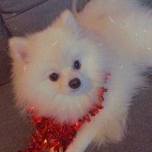 Meet your Posher, Anika